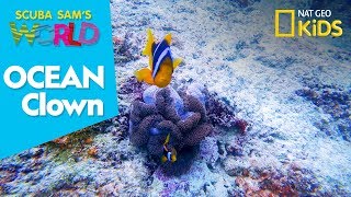 Ocean Clown | Scuba Sam's World