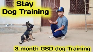 Stay Command German Shepherd Dog Training🐕 || 3 month gsd puppy training || Bimal Swansi Vlogs