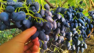 видео: Виноград Надежда АЗОС. Преимущества и недостатки. картинка: Виноград Надежда АЗОС. Преимущества и недостатки.