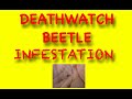 Deathwatch beetle survey, sound and tips