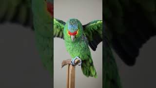 This vibrant parrot just transformed into a lively video