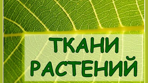 как запомнить ТКАНИ РАСТЕНИЙ ?