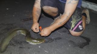 How to catch eels