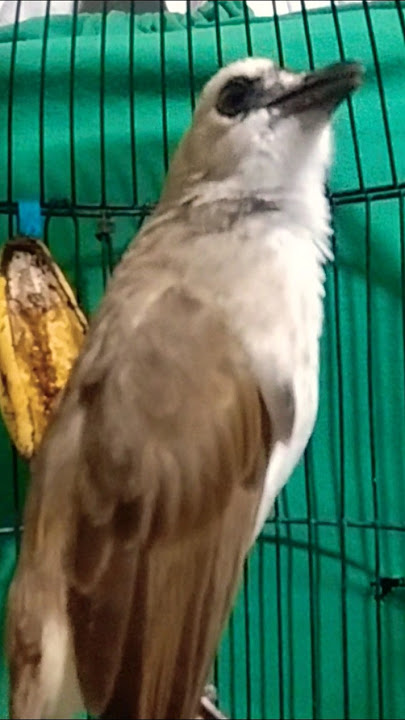 Trucukan gacor suara ngerol kasar