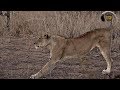 safariLIVE - Sunset Safari - June 29, 2019