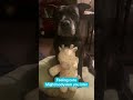 #dogs #puppy #adoptstrays #dogslove #funny #dog #staffordshirebullterrier #funnydog #fyp