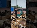 إطعام جماعي للكلاب كلب كلاب الكلاب الكلب Dogs Dog Shorts 