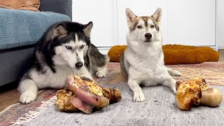 Left the Dogs Alone With the Food! Huskies VS Bones