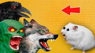 MONSTERS - DIY Hamster Maze with Traps [OBSTACLE COURSE]