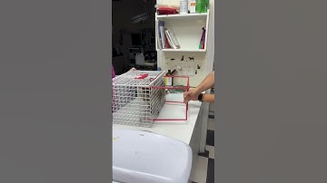 Veterinarian shows how to deal with angry and uncooperative cat