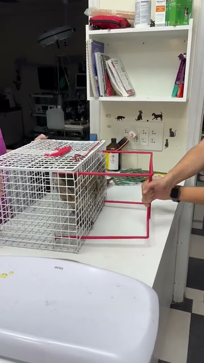 Veterinarian shows how to deal with angry and uncooperative cat