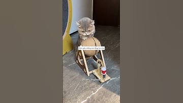 Lượng vận động cả tối đã cân bằng hoàn hảo với thức ăn trong bụng. #bigboss #shorts