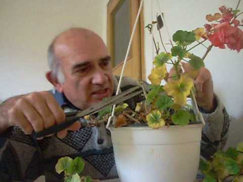 Видео: Петрофлора, цялата гама продукти за градинари