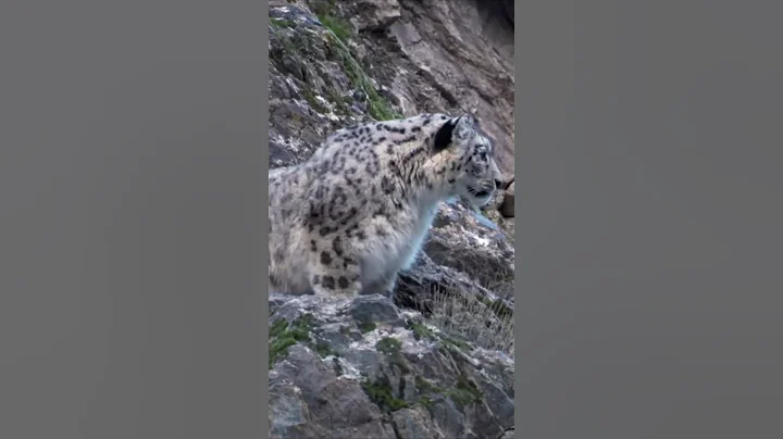 Watch the video about Goat escape from Snow Leopard #cat #cats #leopard #nature #wildlife #hunting #hunter #animals