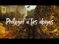 Otro planeta es posible: Proteger a las abejas | NATIONAL GEOGRAPHIC ESPAÑA