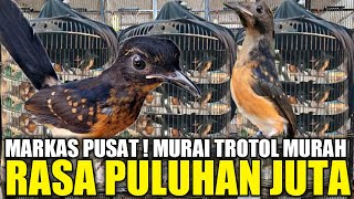 DISINI PUSATNYA ! MARKAS MURAI BATU TROTOL JAHAT BERGARANSI ! SEMUA DIJUAL SELAKUNYA MULAI 175.000AN by Kabar Kicau 29,493 views 2 weeks ago 34 minutes