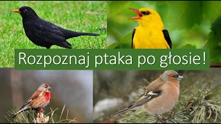 Rozpoznaj ptaka po głosie - Poziom ŁATWY