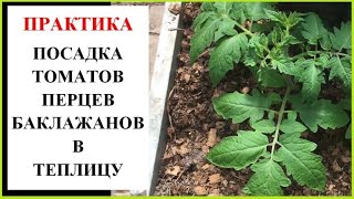 Как посадить томаты, перцы и баклажаны в теплицу