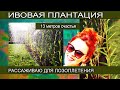 Ива для лозоплетения. Рассаживаю плантацию.