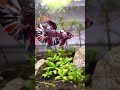 Giant koi betta glowup #aquarium #fish #bettafish #fishtank