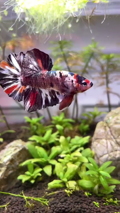 Giant koi betta glowup #aquarium #fish #bettafish #fishtank