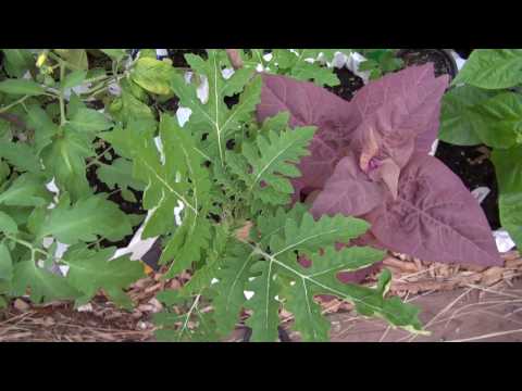 Video: Celosia sint-jakobsschelp: teelt, verzorging en gebruik