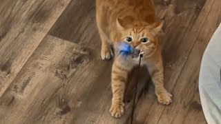Orange Cat Behavior