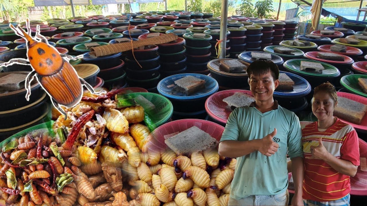 วิธีเลี้ยงด้วงมะพร้าว  ใช้ทุนน้อย รายได้ดี