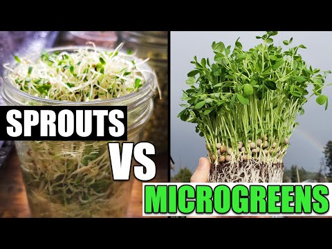 Video: Kan spirende frø brukes til mikrogrønt?