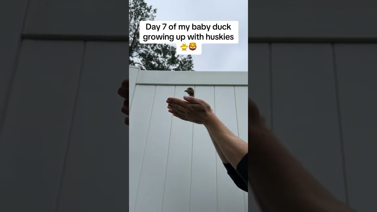 Day 7 of my baby ducks growing up with huskies