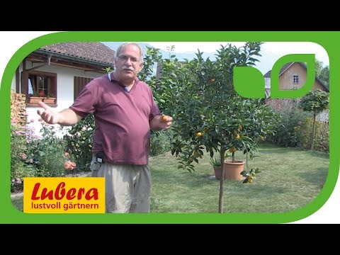 Video: Kumquat Tree Info - Pflege von Kumquat-Bäumen