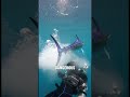 This Fish Can Stab You in Seconds 😨