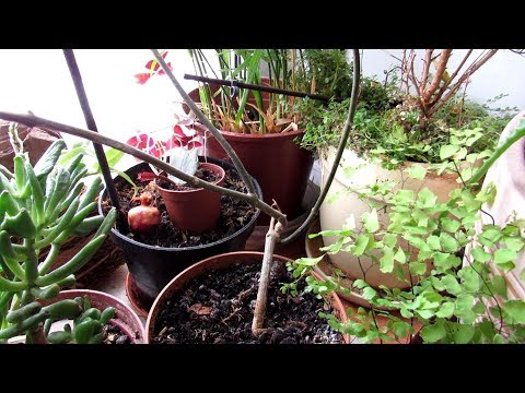 Видео: Дипладений ургамлыг үндэслэх: Шороогоос дипладениа усан үзмийн мод ургуулах