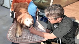 [2 days before death] 【Golden Retriever japan】