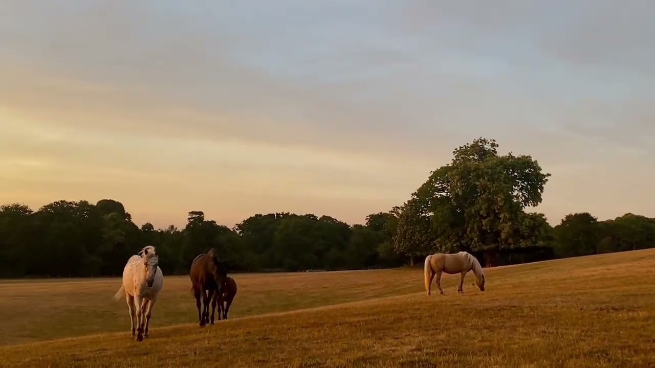 High Ash Farm, high summer