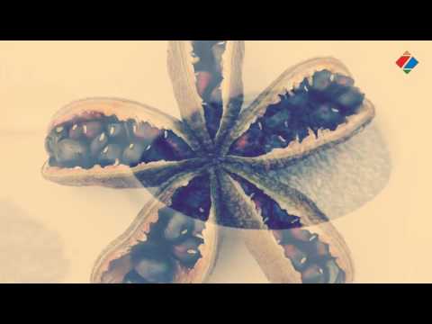 Video: Vodič za berbu kima: Naučite kako ubrati sjemenke kima
