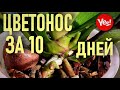 РУССКИЙ ЖЕНЬШЕНЬ, ИЛИ НЕПРОСТЫЕ СЕКРЕТЫ ПРОСТОГО ЛОПУХА! ВЫМАНИТЬ ЦВЕТОНОС У ОРХИДЕИ ЗА 10 ДНЕЙ!