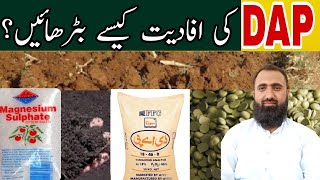 How to increase the efficiency of DAP fertilizer || Bilal Kanju Official