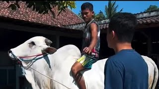 Suasana Sore Kandang Setia Farm Dengan Koleksi Sapi Jumbo Terbaru