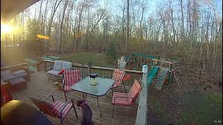 Duck Chases Young Boy on Backyard Deck