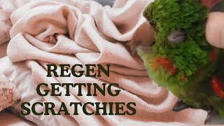 removing pin feathers from regen