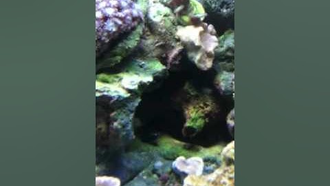 29 gallon biocube week 2