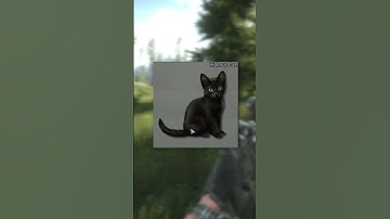 Battlestate Games just teased this today! 🐈‍⬛ #escapefromtarkov
