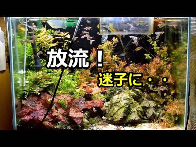 グッピーが増えすぎた Youtube