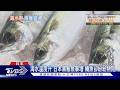 去日本有口福了! 海溫升北上產卵 黑鮪魚大豐收 ｜TVBS新聞 @TVBSNEWS01