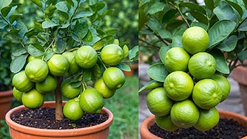 🌿15 Pro Tips to Grow LEMON TREES Faster Than Your Neighbors! #lemon #live