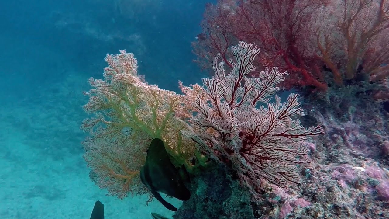 2017 07 03 Pacific Jewel Isle of Pines, New Caledonia HQ