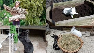 Rabbit Enrichment Ideas Firstly sorry about Bigwig