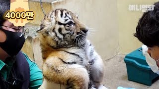 한국 호랑이 남매 태어나 첫 주사 맞고 보인 반응ㅋㅋㅣBaby Tiger Get A Vaccine  Shot For The First Time In Their Life