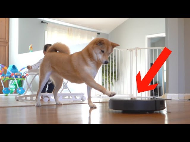 putting dog treats on top of my robot vacuum..